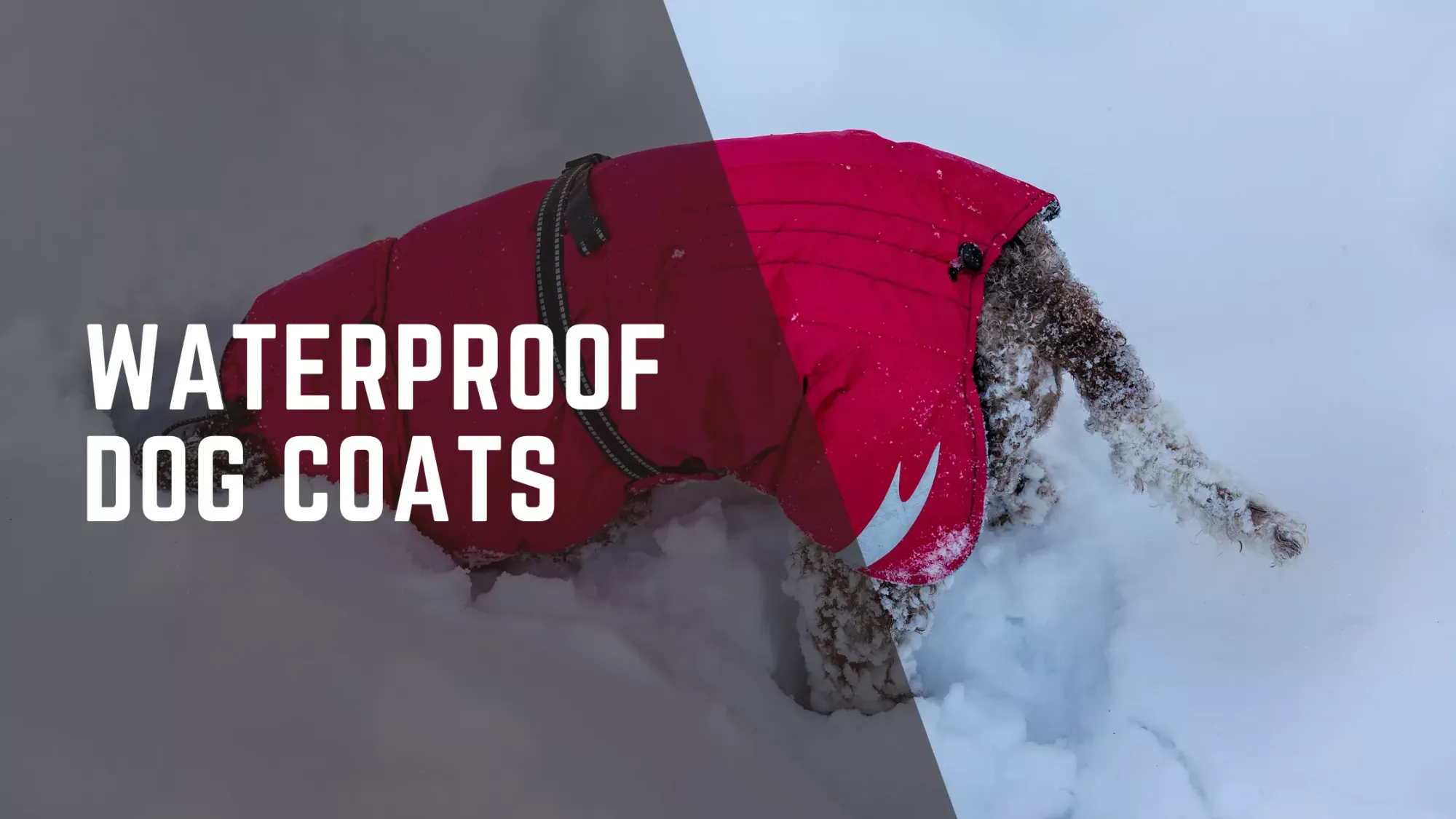 Waterproof Dog Coats: Best Protective Outerwear