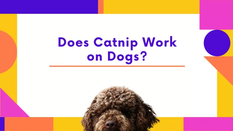 The Catnip Phenomenon: Does it Apply to Dogs?
