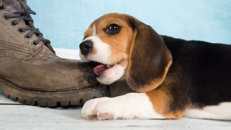 How to Stop a Dog From Chewing Shoes?