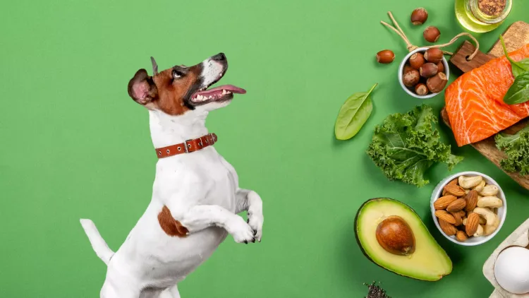 Ketogenic Diet for Dogs