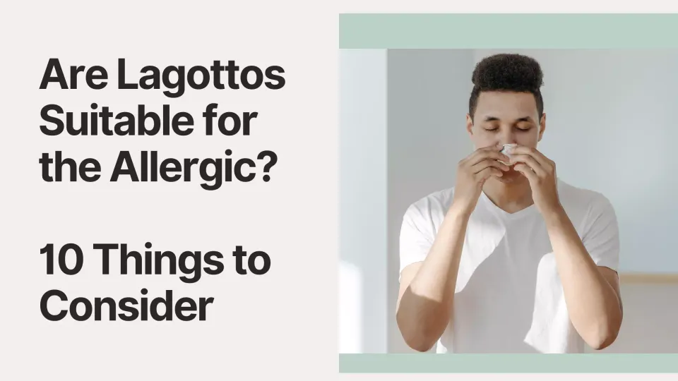 Are Lagottos Suitable for the Allergic