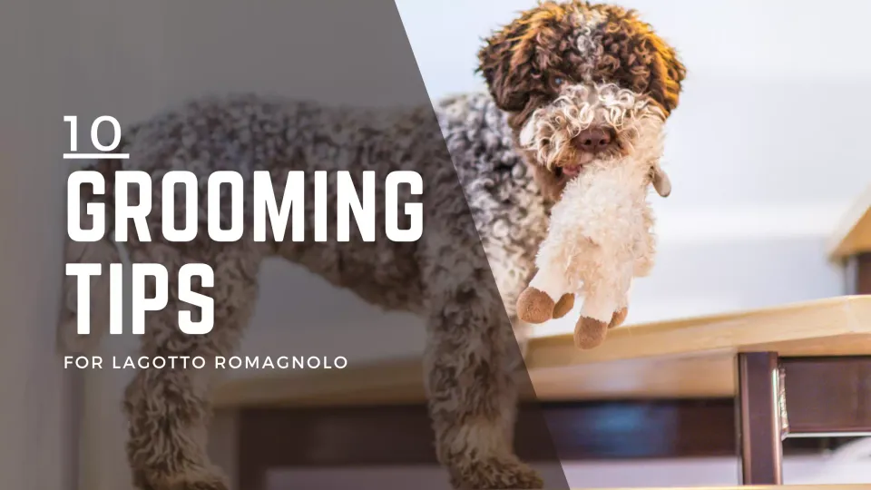 10 Grooming Tips for Lagotto Romagnolo