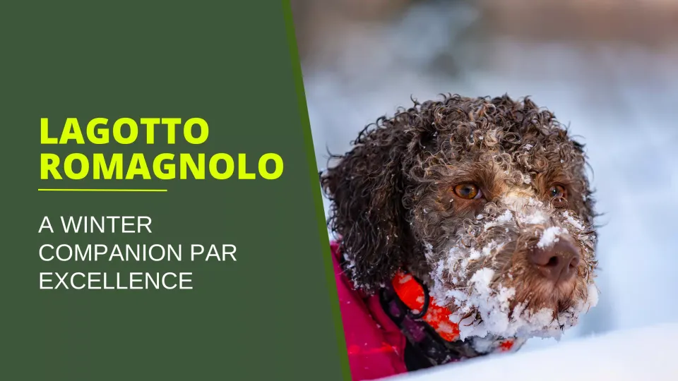 The Lagotto Romagnolo: A Winter Companion Par Excellence