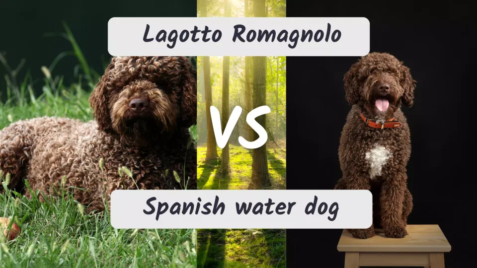 What's the difference between Lagotto and Spanish Water Dog?