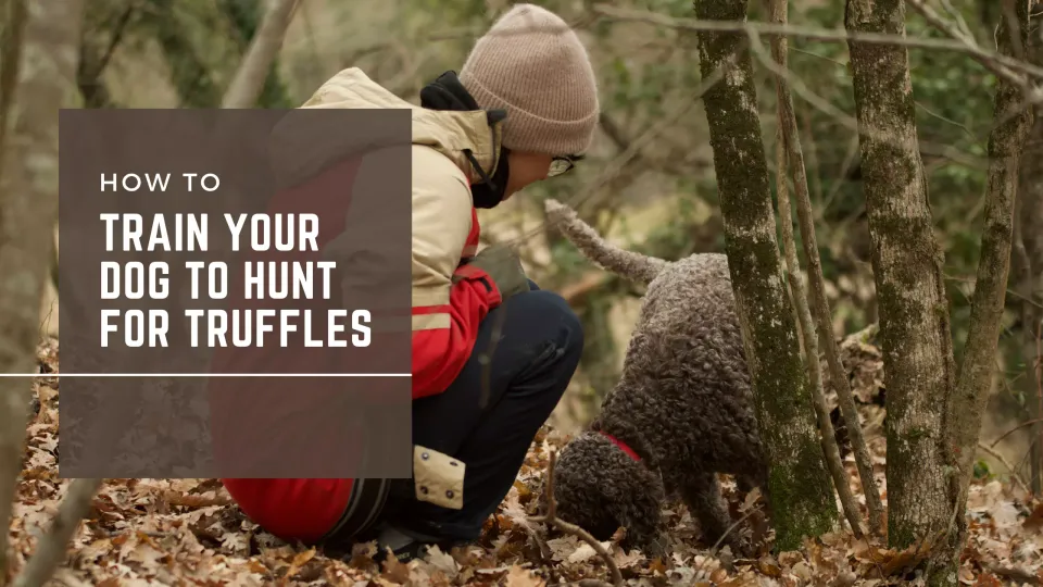 How to Train Your Dog to Hunt for Truffles