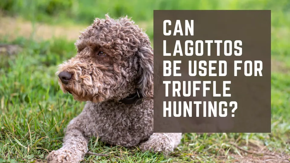 Can Lagottos be used for Truffle Hunting