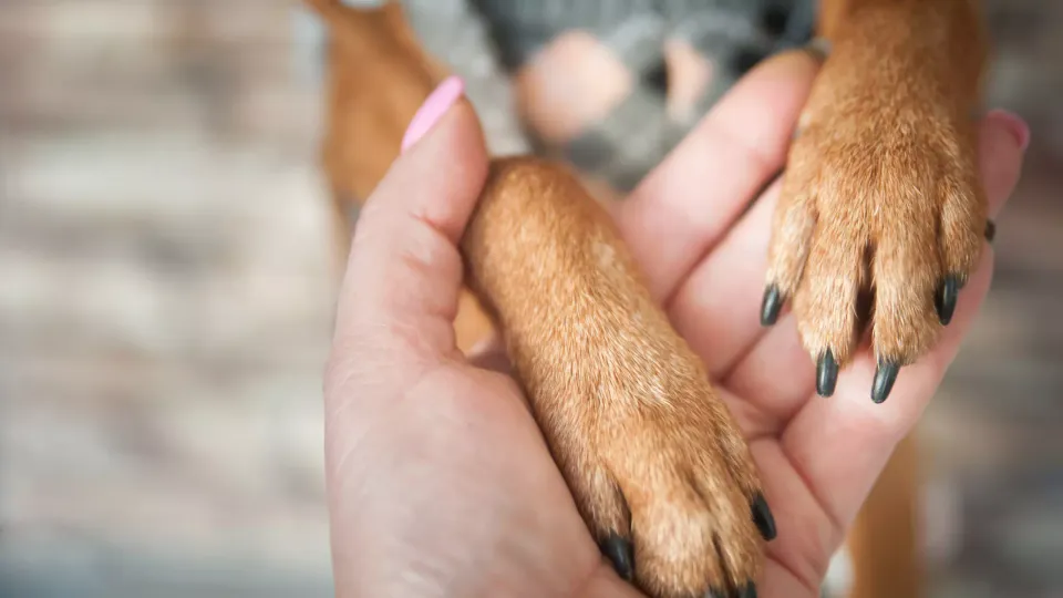 Step by Step: Ensuring Healthy Paws for Your Dog
