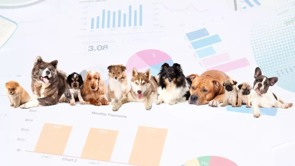 Canine Classification: Exploring the Number of Dog Breeds