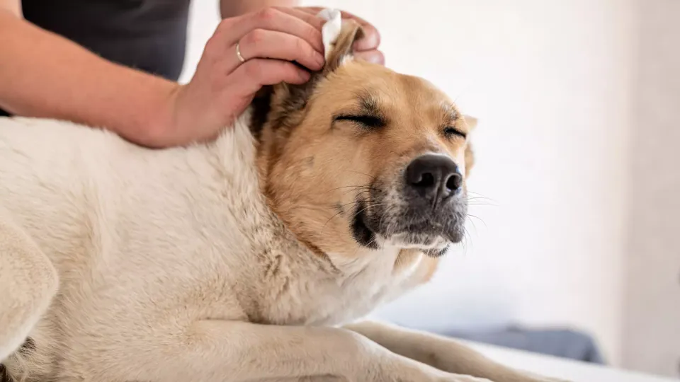Ear Care 101: How to Naturally and Safely Clean Your Dog's Ears