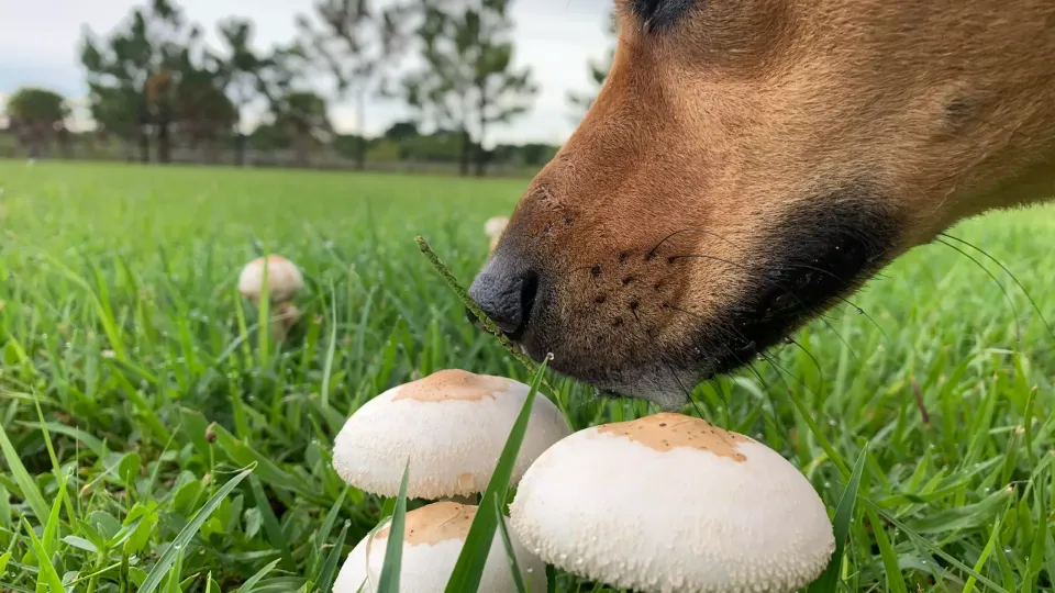 Mushroom Detectives: Harnessing Your Dog’s Nose for Fungi Foraging